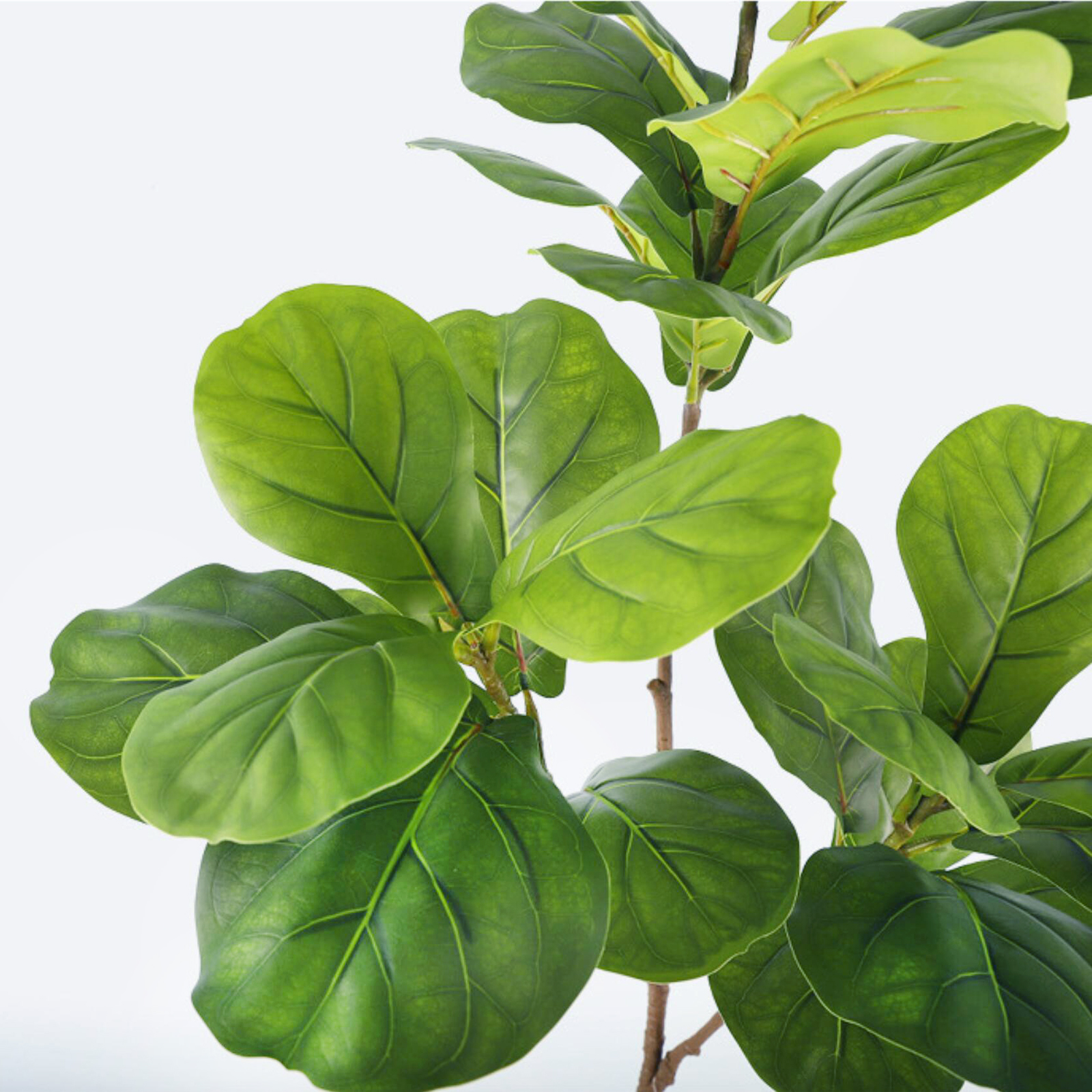 45-135cm  Artificial Fiddle Le – Ficus Lyrata Tree Bewertung und Preis