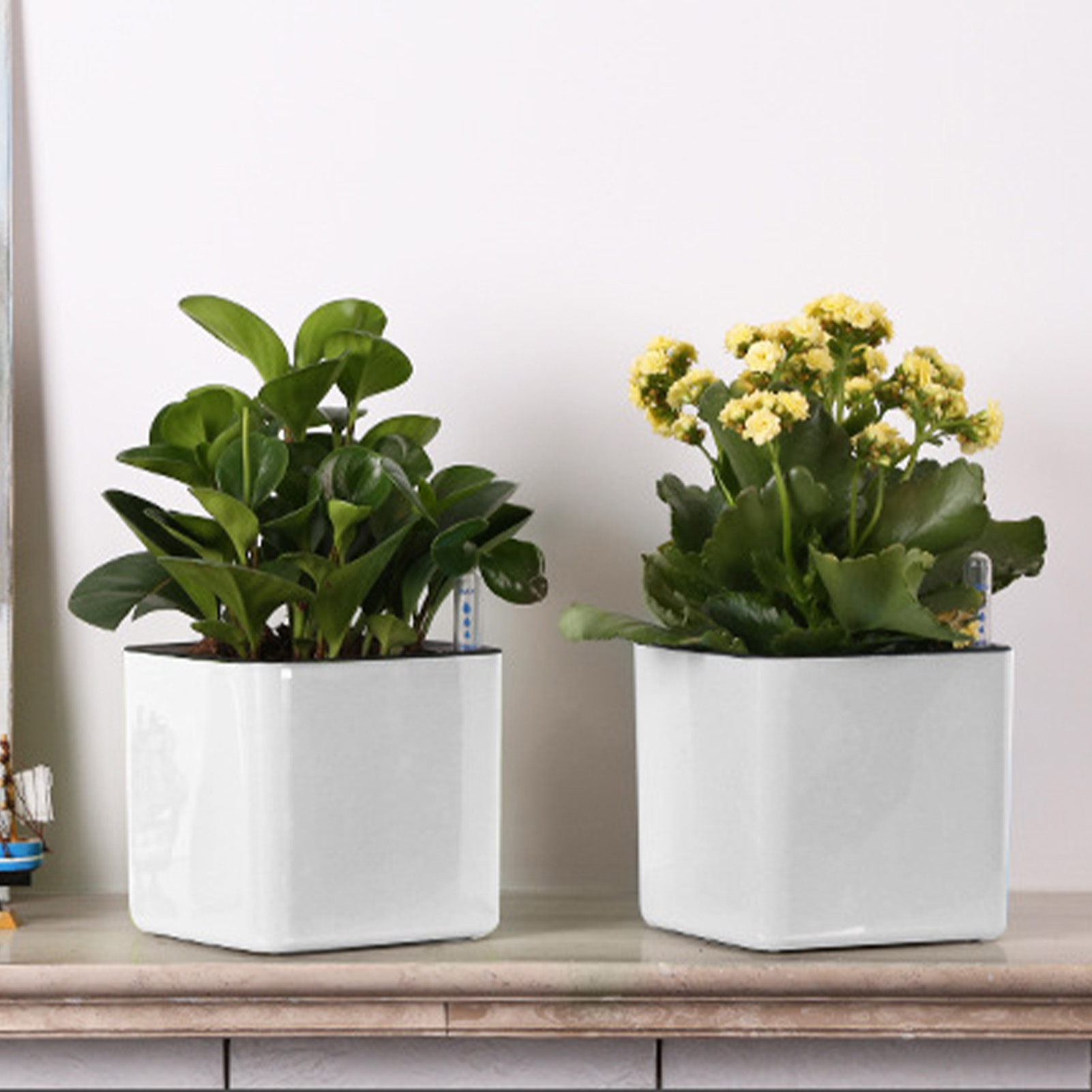 Self Watering Planter Self-wat – Aloe Vera Pot Bewertung und Preis