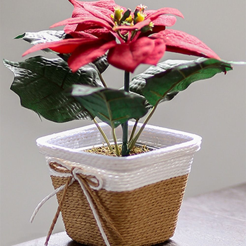 Paper Rope Braided Braided Flo – Pilea Peperomioides Bewertung und Preis