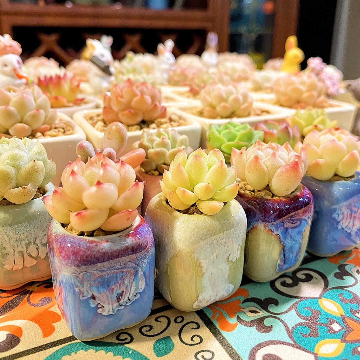 10Pcs Mini Ceramics Fowerpot M – Echeveria Succulent Bewertung und Preis