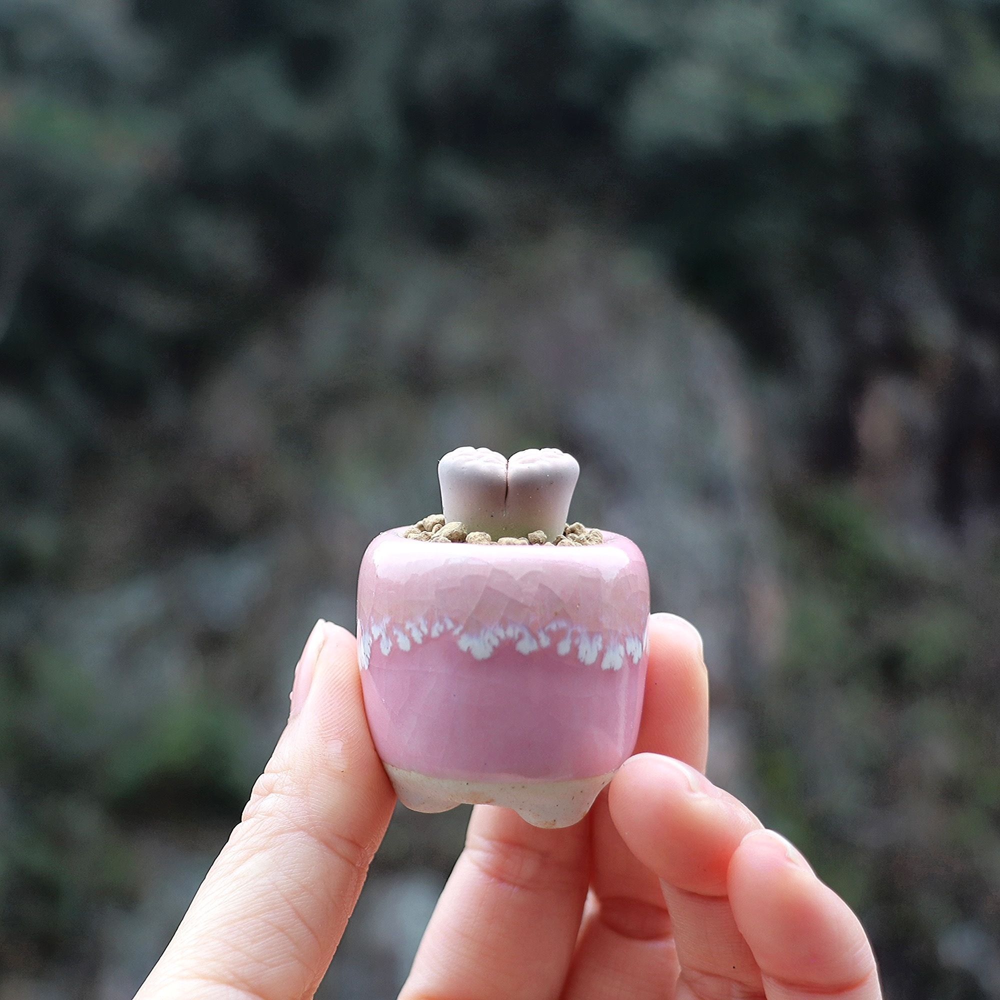 10Pcs Mini Ceramics Fowerpot M – Echeveria Succulent Bewertung und Preis