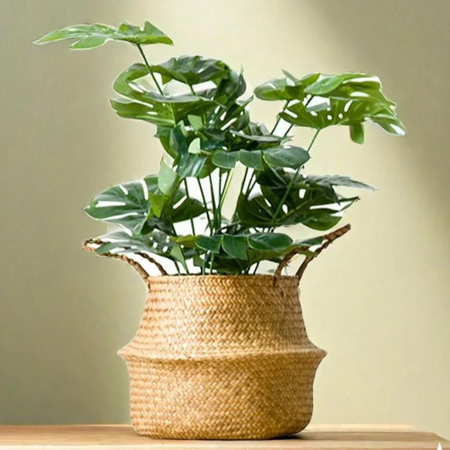 Large Seagrass Wickerwork Bask – Aloe Vera Pot Bewertung und Preis