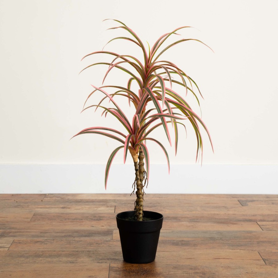 Dracaena Marginata Artificial  – Dracaena Marginata Bewertung und Preis