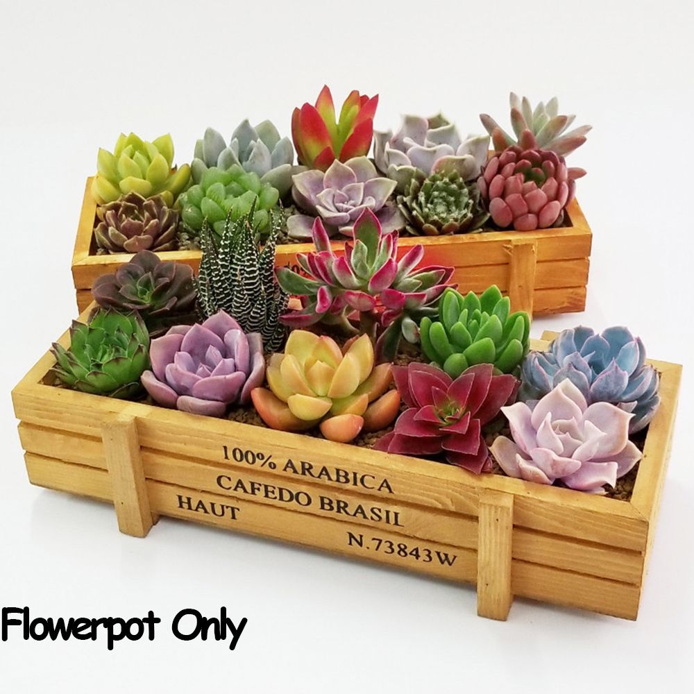 1 PC Tools Garden Decor Trough – Pilea Peperomioides Bewertung und Preis