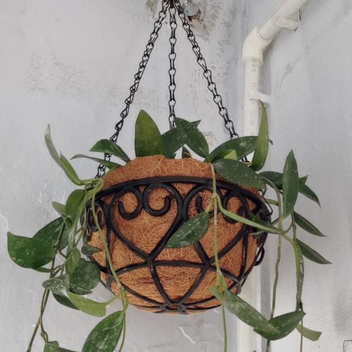 Coconut Liner Iron Chain Hangi – Spider Plant Hanging Bewertung und Preis