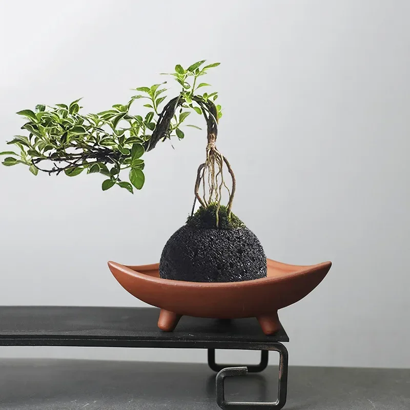 Personalized Ceramic Flower Po – Pilea Peperomioides Bewertung und Preis