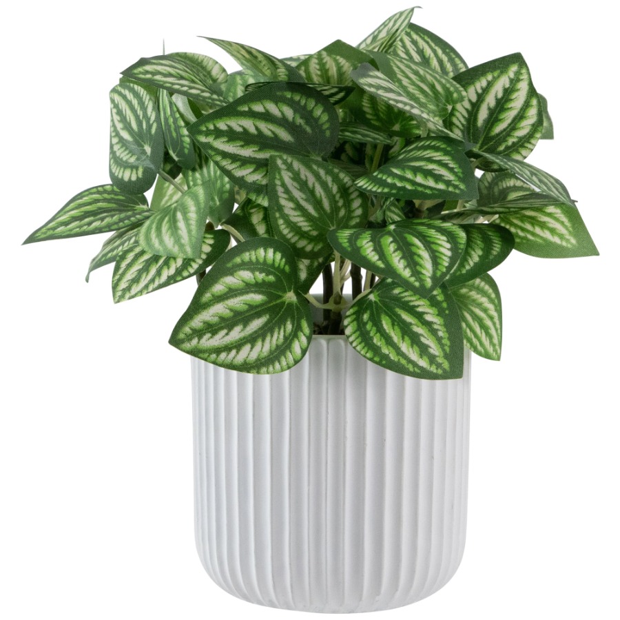 Artificial Watermelon Peperomi – Peperomia Watermelon Bewertung und Preis