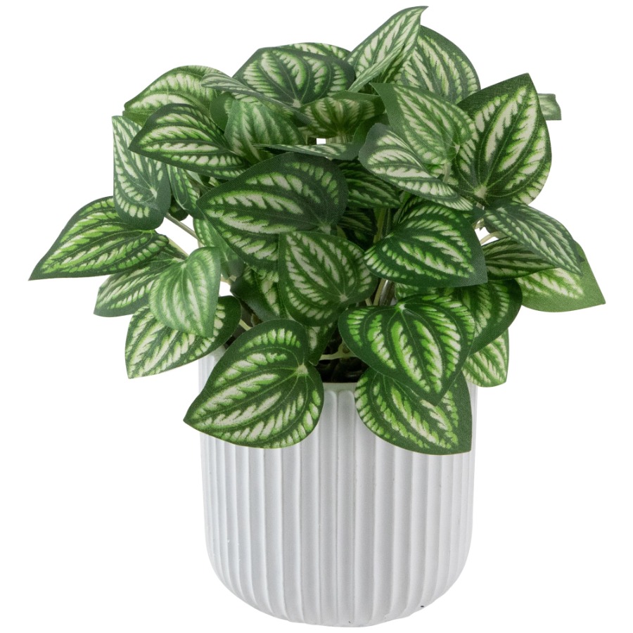 Artificial Watermelon Peperomi – Peperomia Watermelon Bewertung und Preis