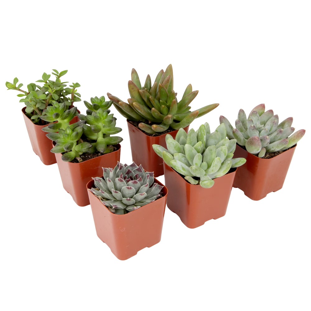 Assorted Multicolor Live Mini  – Echeveria Succulent Bewertung und Preis