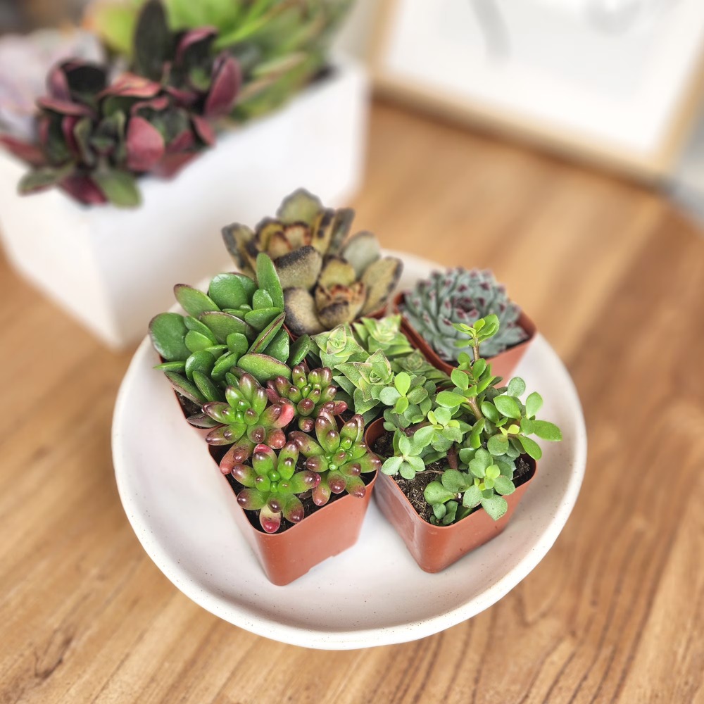 Assorted Multicolor Live Mini  – Echeveria Succulent Bewertung und Preis
