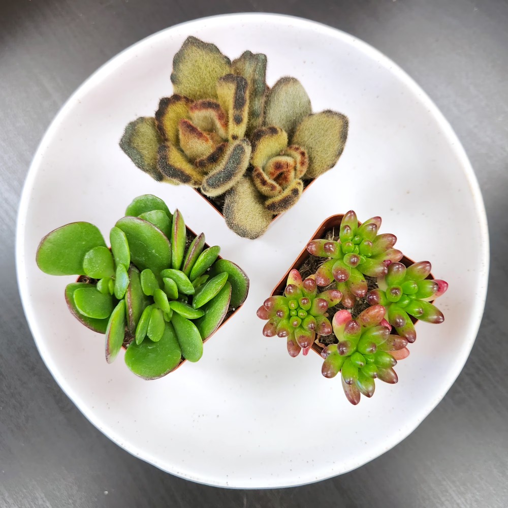 Assorted Multicolor Live Mini  – Echeveria Succulent Bewertung und Preis