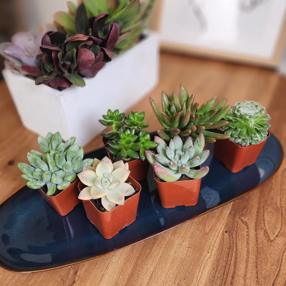 Assorted Multicolor Live Mini  – Echeveria Succulent Bewertung und Preis